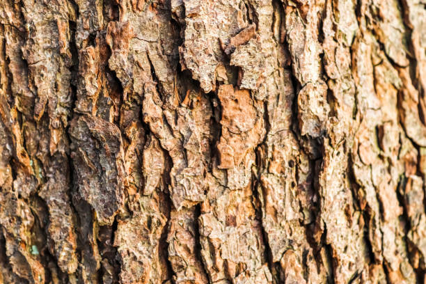 istock Close up at very detailed tree bark texture in high resolution. 1487952168