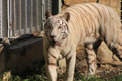 White Bengal Tiger with mouth open