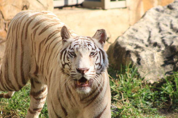istock Tigers in a zoo in Vietnam. 1487953657
