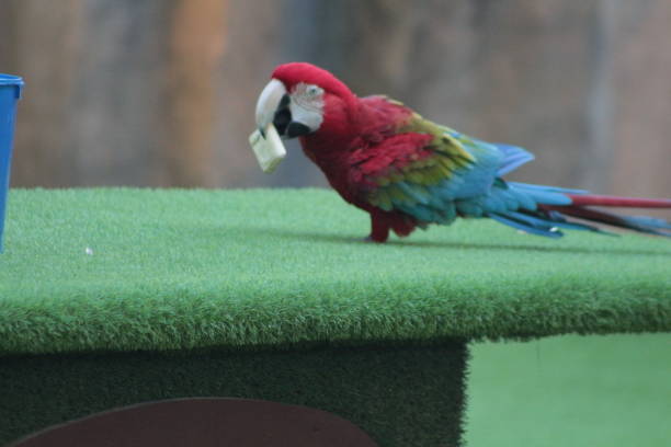 istock Rosella putting on a show 1487953799