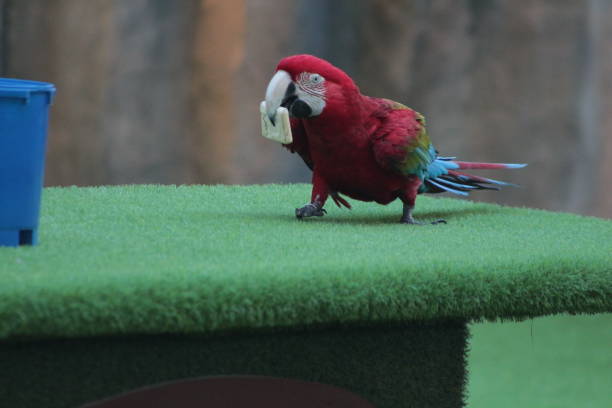 istock Rosella putting on a show 1487953829
