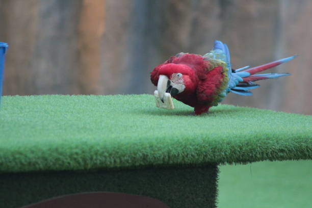 istock Rosella putting on a show 1487953832
