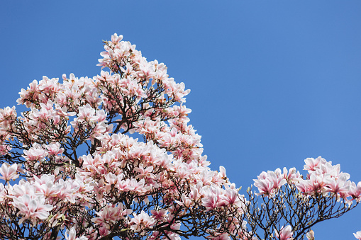 Magnolia blossom. Creative banner with beautiful pink spring flowers isolated on white background. Springtime concept. Flat lay, top view, floral design