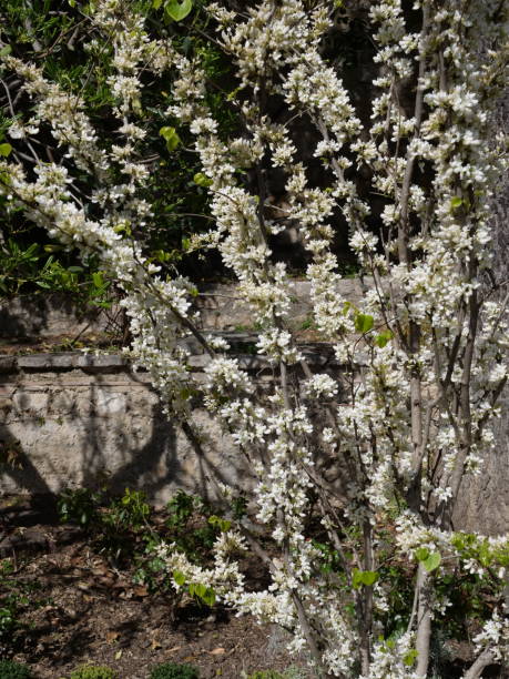 istock Cercis chinensis 'Chirobanac' 1487954097