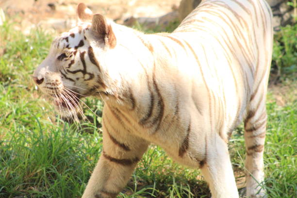 istock Tigers in a zoo in Vietnam. 1487955231