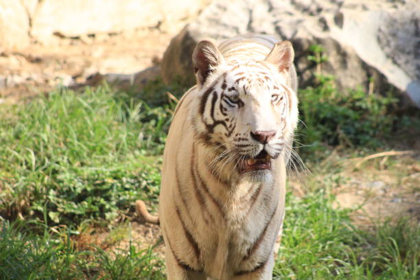 istock Tigers in a zoo in Vietnam. 1487955232