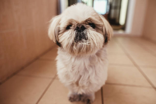 istock Shih Tzu sitting on the floor at home 1487955300