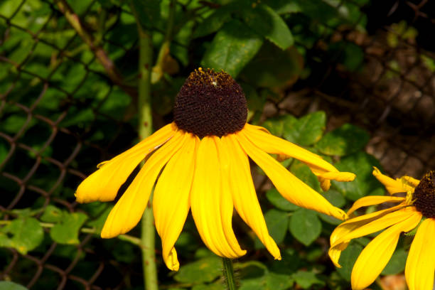 istock Intense yellow flower Rudbeckia hairy 1487955642