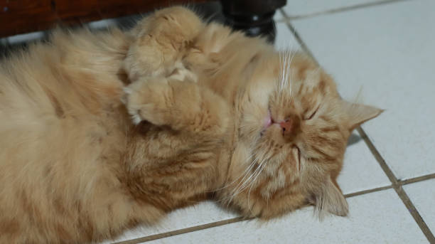 istock Persian and mixed breed orange ginger tabby cats 1487958532