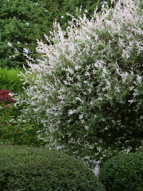 istock Salix integra 'Hakuro Nishiki' 1487958574