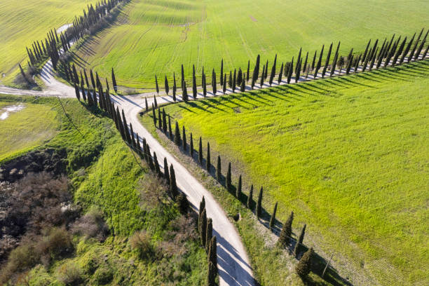 aerial photography of a white road in maremma - tuscany italy tree cypress tree imagens e fotografias de stock