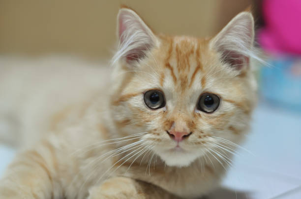 istock Persian and mixed breed orange ginger tabby cats 1487959243