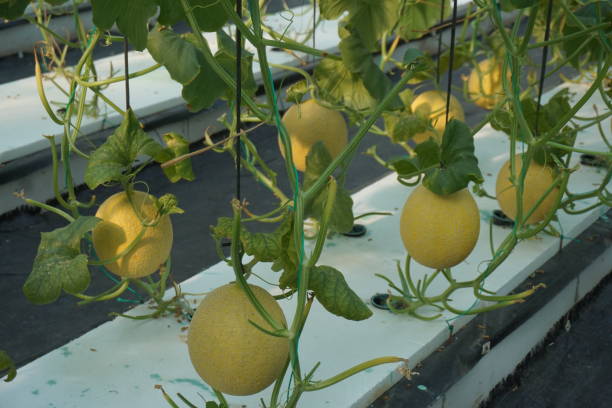 Melon Plantation Melon Plantations that produce a lot of fruit. yellow melons field stock pictures, royalty-free photos & images