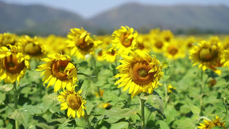 Sunflowers are swaying on the summer