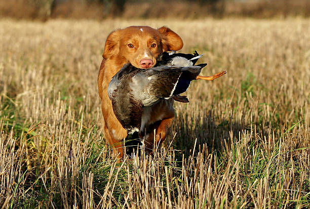 istock Nova Scotia Duck Tolling Retriever retrieving a bird 148796044