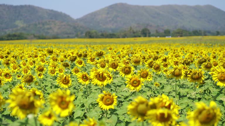 Sunflowers are swaying on the summer