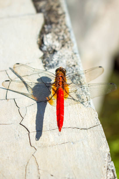 close up photo of orange dragonfly on pool wall and yellow bucket in the morning