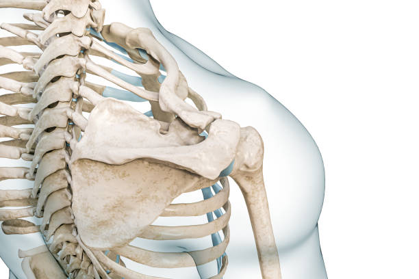 schulterblatt-, humerus- und schlüsselbeinknochen draufsicht 3d-rendering-illustration isoliert auf weiß mit kopierraum. anatomie des menschlichen skeletts und des schultergürtels, medizinisches diagramm, skelettsystemkonzepte. - isolated on white three dimensional accuracy arm stock-fotos und bilder