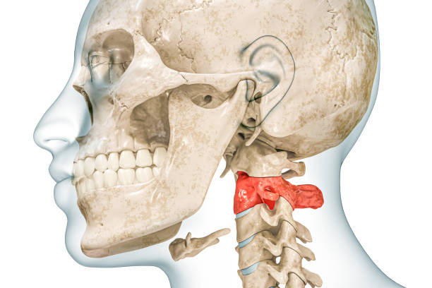 istock Axis second cervical vertebra in red color with body 3D rendering illustration isolated on white with copy space. Human skeleton ans spine anatomy, medical diagram, skeletal system concepts. 1487963313