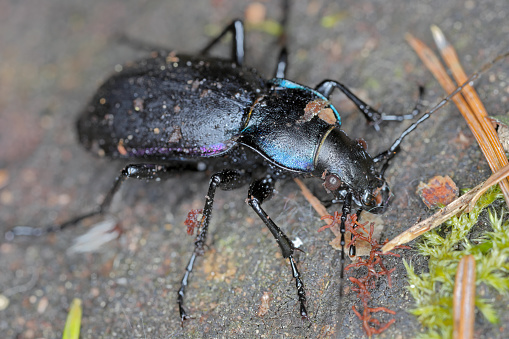 Carabus violaceus, sometimes called the violet ground beetle, or the rain beetle is a predator that hunts after dark.