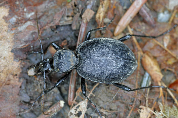 istock An imago of cychrus caraboides. A flightless, specialized predator that hunts shell snails. 1487964662