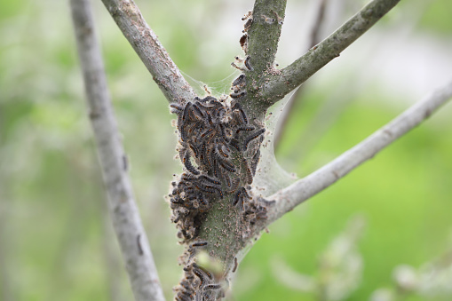 Brown tail caterpillars (Euproctis chrysorrhoea) appearing from winter nest. Important pests of many trees and shrubs including fruit trees.