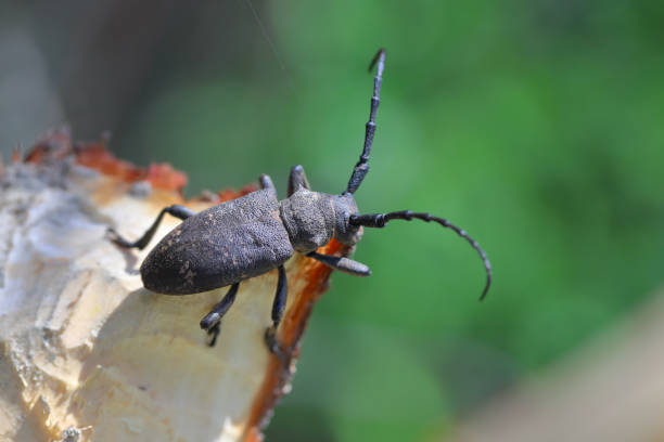 istock Weaver beetle (lamia textor). Found in a willow bush in south Poland. 1487964936