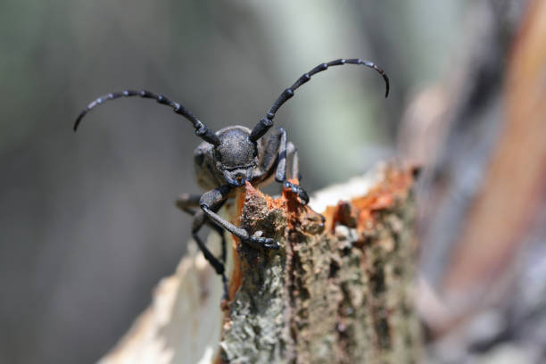 istock Weaver beetle (lamia textor). Found in a willow bush in south Poland. 1487964938