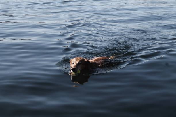 istock Swimming dog, nature 1487965073