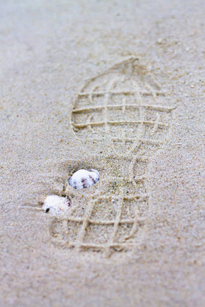 Footprint on the sand of the beach and two shells.