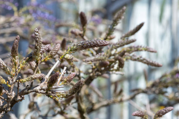 Close up of Chinese wisteria (wisteris sinensis) emerging into bloom
