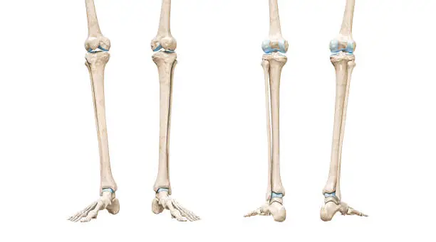 Photo of Tibia or shin bone front and rear views 3D rendering illustration isolated on white with copy space. Human skeleton and leg anatomy, medical diagram, osteology, skeletal system concepts.