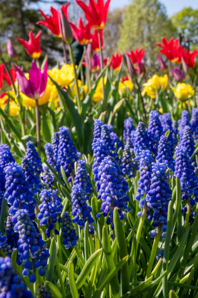 istock First spring blooming blue, yellow and red flowers in park 1487968140