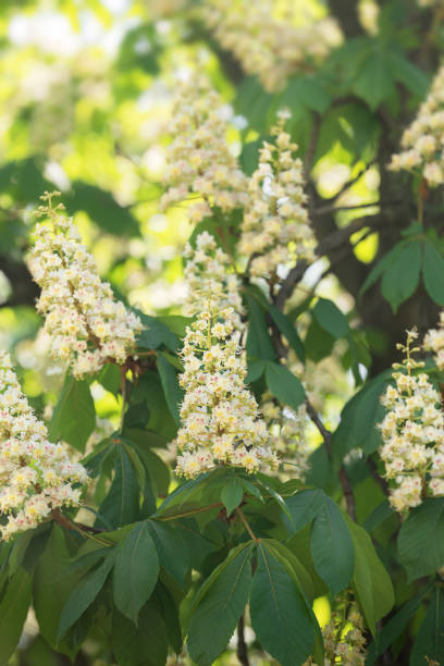 istock The beautiful candles of chestnuts 1487971877