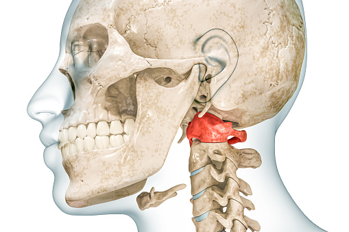 Atlas first cervical vertebra in red color with body 3D rendering illustration isolated on white with copy space. Human skeleton ans spine anatomy, medical diagram, osteology, skeletal system concept.
