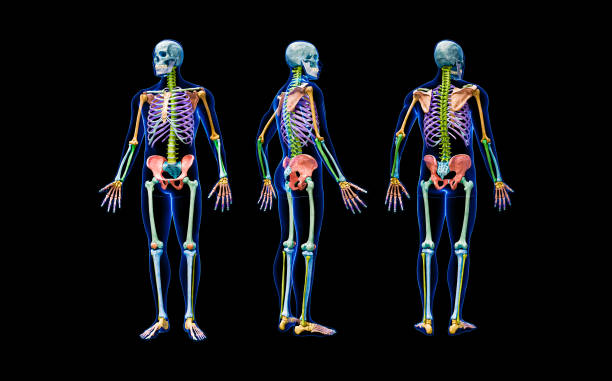 istock Front, back and profile views of full human skeleton with male body 3D rendering illustration isolated on black. Anatomy or medical diagram with each bone or group of bones labeled with colors. 1487972097