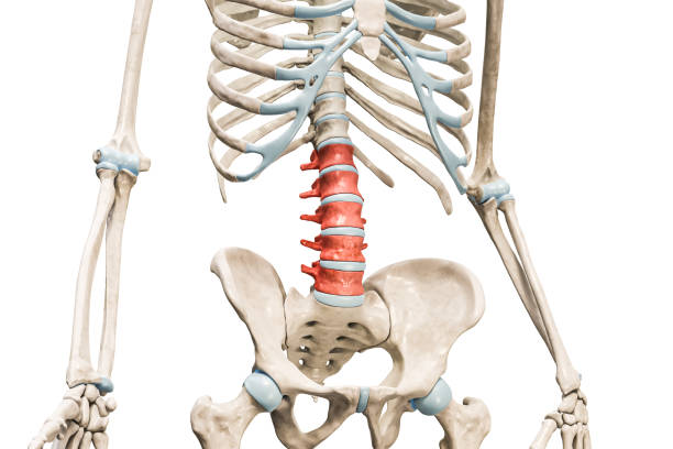 istock Lumbar vertebrae in red color 3D rendering illustration isolated on white with copy space. Human skeleton and spine anatomy, medical diagram, osteology, skeletal system concepts. 1487972112
