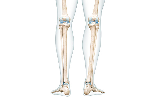 Tibia or shin bone and fibula with calf body contours rear view 3D rendering illustration isolated on white with copy space. Human skeleton anatomy, medical diagram, osteology, skeletal system concepts.