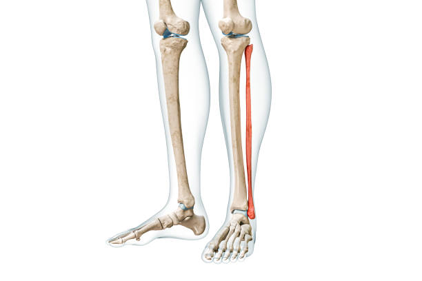 Fibula bone front view in red color with body 3D rendering illustration isolated on white with copy space. Human skeleton, leg and calf anatomy, medical diagram, skeletal system concepts. vista frontal del hueso del peroné en color rojo con ilustración de representación 3d del cuerpo aislada en blanco con espacio de copia. esqueleto humano, anatomía de piernas y pantorrillas, diagrama médico, conceptos del sistema esquelético.