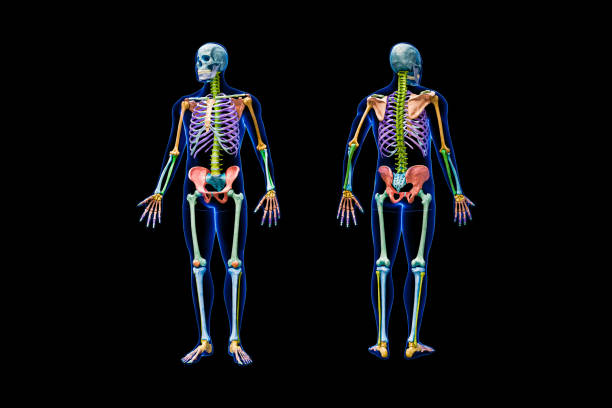 istock Front and back views of full human skeleton with male body 3D rendering illustration isolated on black. Anatomy or medical diagram with each bone or group of bones labeled with colors. 1487972152