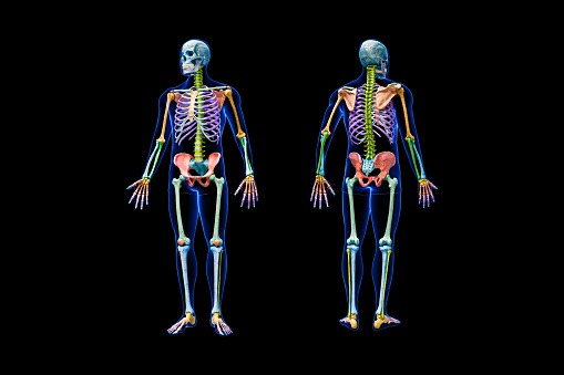 Front and back views of full human skeleton with male body 3D rendering illustration isolated on black. Anatomy or medical diagram with each bone or group of bones labeled with colors.