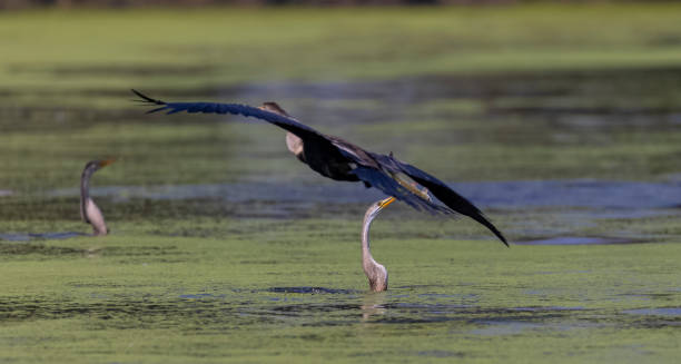 istock Oriental Darter fishing 1487972582