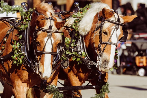 Two majestic horses are pulling a vintage carriage carrying several passengers during festive parade in the US
