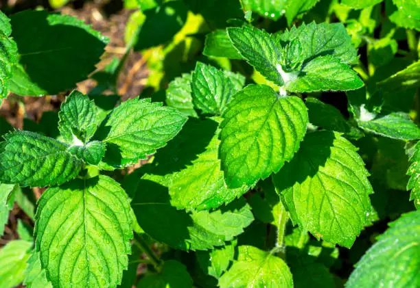 Mint leaves after rain. medicinal plants