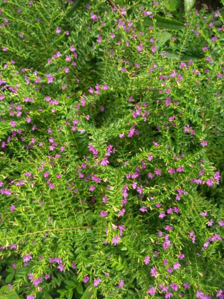 istock Small purple wildflowers with green leaves 1487974952
