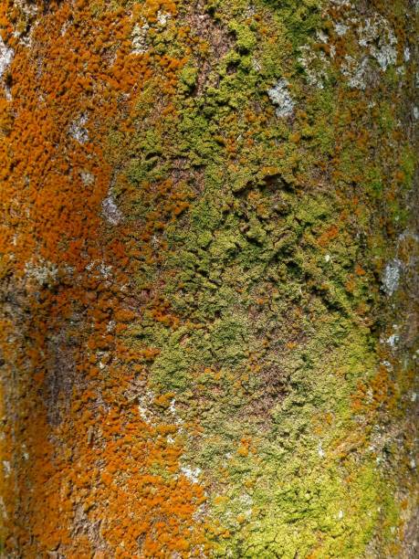 Tree trunks overgrown with green and orange moss