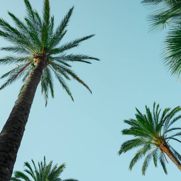istock palm trees with blue sky background, tropical climate 1487977619