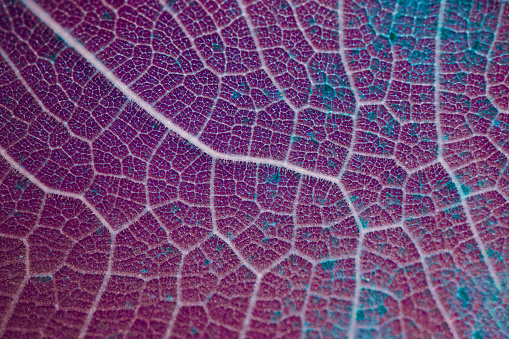 Green light flooded leaf as a background