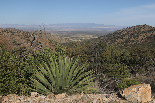 View along Middlemarch Road above Tombstone, Arizona, large agave in the foreground
