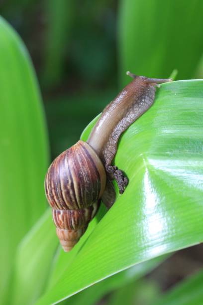 istock Wild Snail, Seychelles, Indian Ocean 1487979617